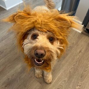 PetSmart Thrills & Chills Lion Mane Pet Costume Dog Cat Headpiece L/XL
